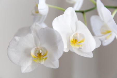 De Kracht van Echte Voeding en Bewuste Beweging